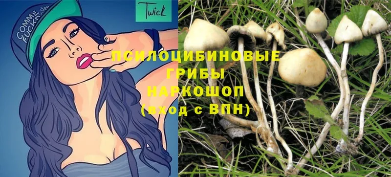 hydra зеркало  Нововоронеж  Галлюциногенные грибы Psilocybe 